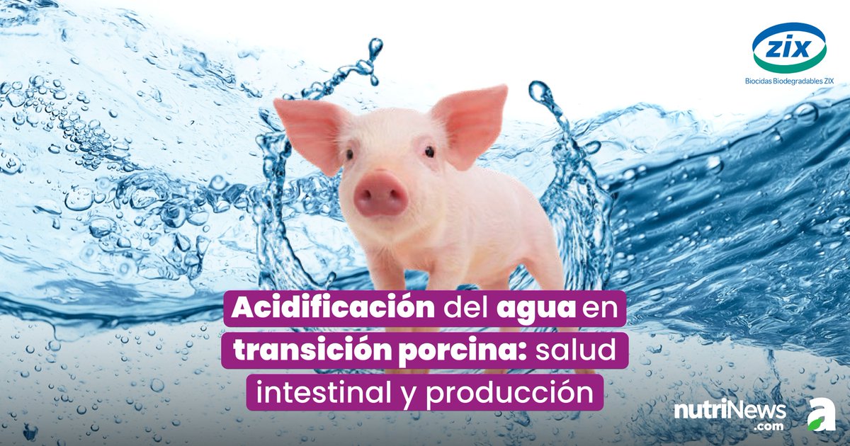 💧🐷 La acidificación del agua en #lechones durante el #destete mejora su salud digestiva y rendimiento.
Lo explican desde #BBZIX en 🔗 nutrinews.com/acidificacion-…
