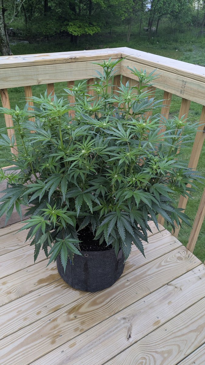 <a href="/TheLorax75/">The Lorax</a> Haze Beast auto by <a href="/Speedrunseeds/">SpeedRunSeeds</a>