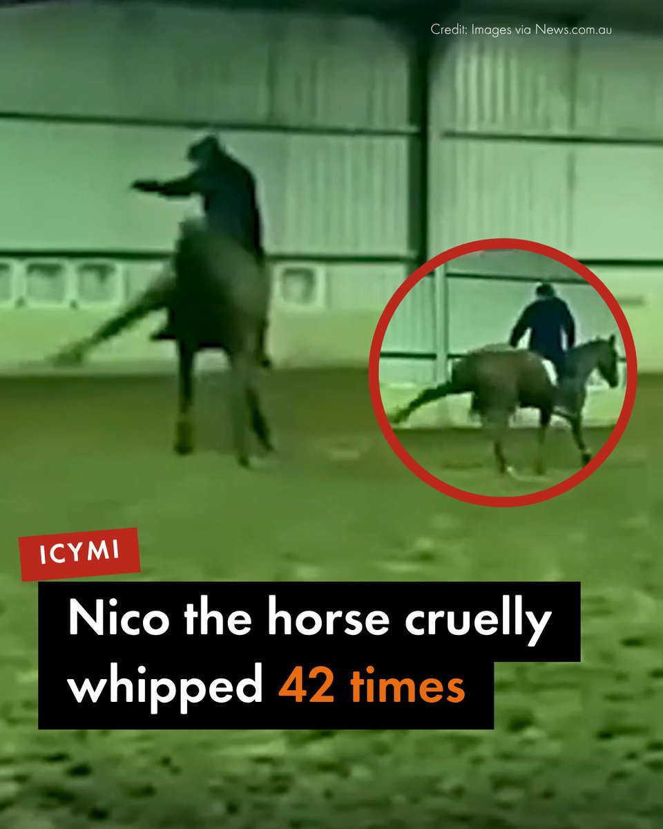 World Animal Protection ANZ tweet media