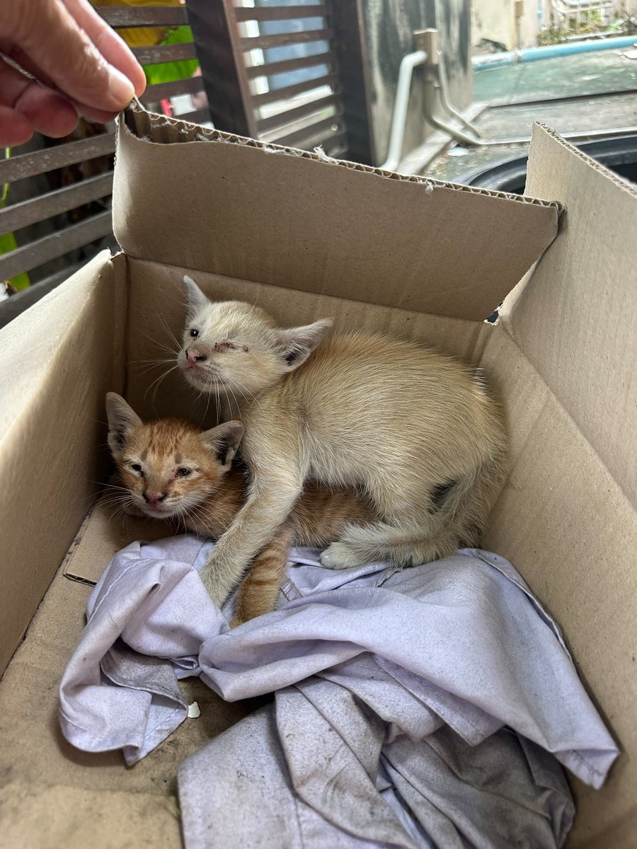 withlove131_'s tweet image. หาบ้านให้น้องแมวจรค่ะ ตอนนี้อยู่ที่ซอยมหาดไทย

หากใครสนใจ ติดต่อคุณเหนียวที่เบอร์ 0819233160 ได้เลยนะคะ

#แมวหาบ้าน #แมวจร #หาบ้านแมว