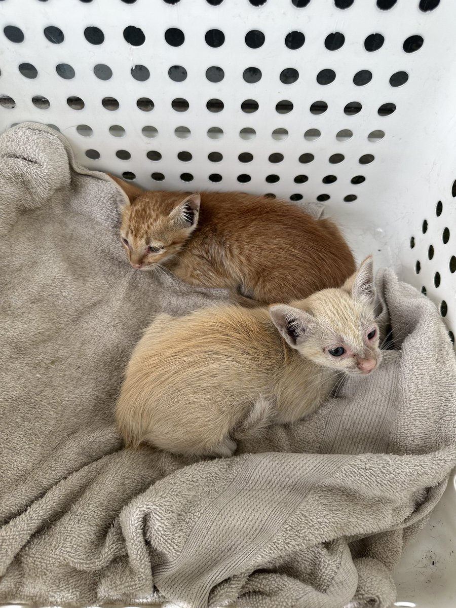 withlove131_'s tweet image. หาบ้านให้น้องแมวจรค่ะ ตอนนี้อยู่ที่ซอยมหาดไทย

หากใครสนใจ ติดต่อคุณเหนียวที่เบอร์ 0819233160 ได้เลยนะคะ

#แมวหาบ้าน #แมวจร #หาบ้านแมว