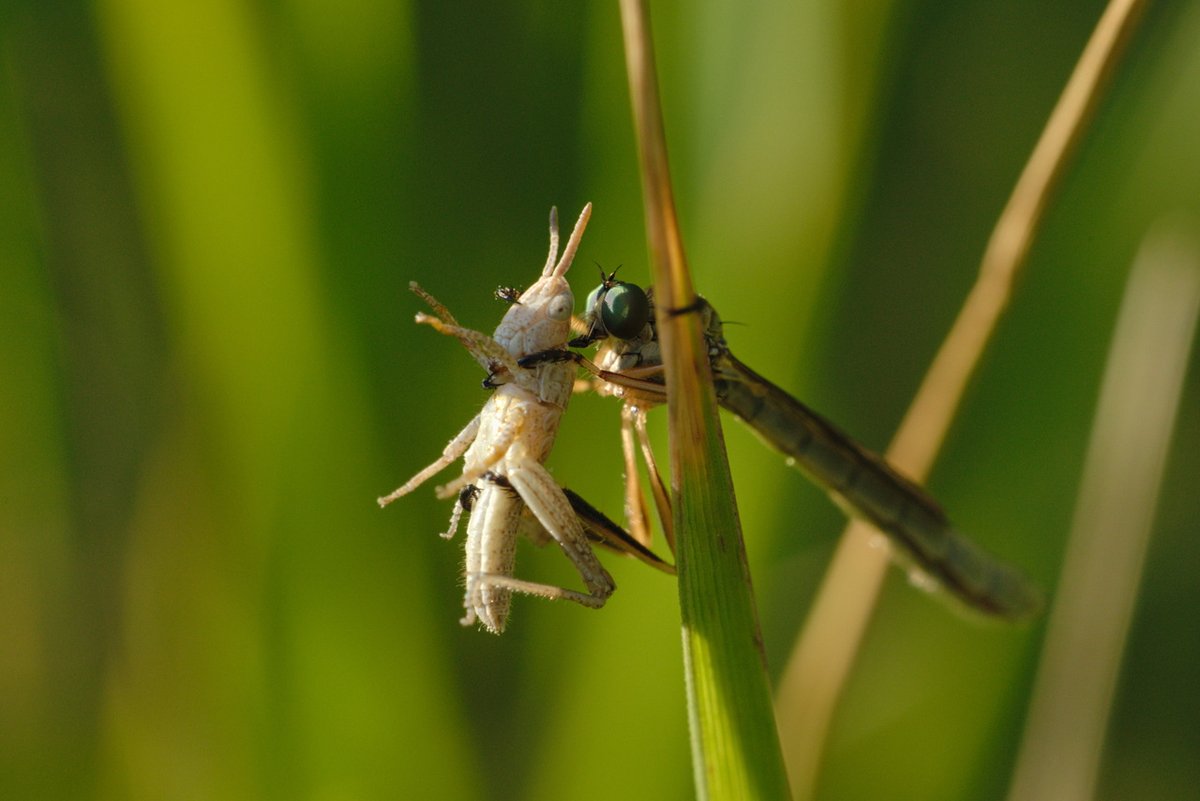 pshufb's tweet image. Meadow seems to be a quiet place, but reality is opposite when we look closer. This unlucky grasshopper got caught.