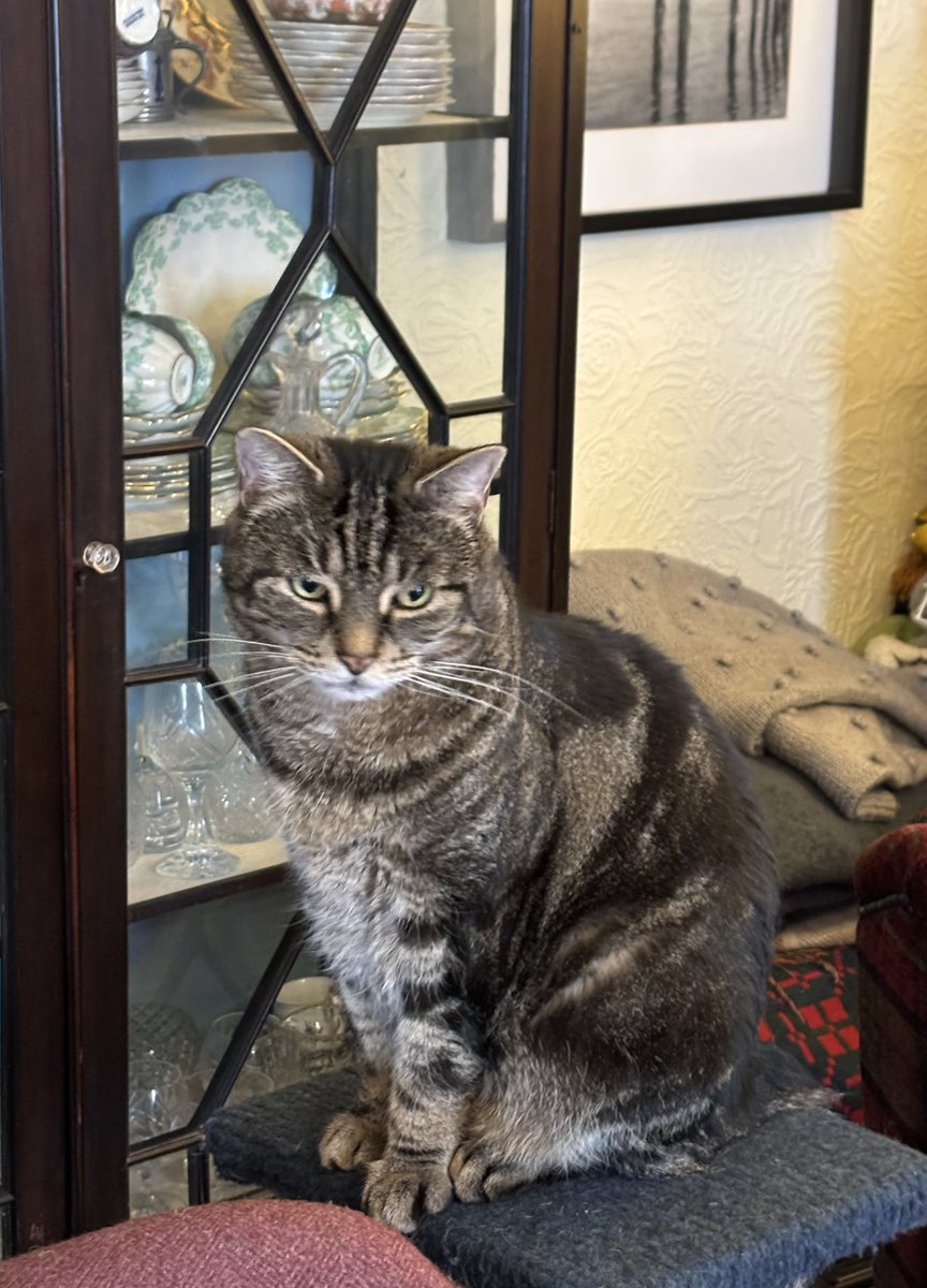 This was a triumph. He’s the cat tree king thanks to <a href="/Turbogirlie/">Kaz 🏴󠁧󠁢󠁳󠁣󠁴󠁿🏴󠁧󠁢󠁷󠁬󠁳󠁿🏴󠁧󠁢󠁥󠁮󠁧󠁿🏍️</a>