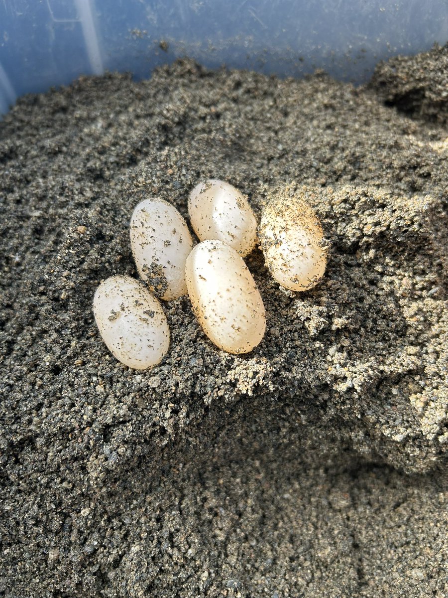 ブチイシガメ産卵しました！
毎年、６月中頃に1クラッチ目。
とんぶり市だと厳しいかな。
ぶりくら市には出品できるように、しっかり管理します！