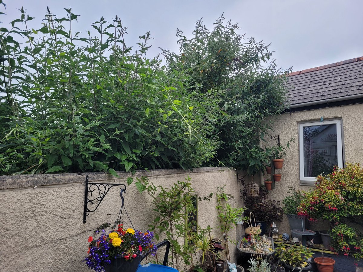 Morning <a href="/cardiffcouncil/">Cardiff Council</a>
Where do I stand &amp; what are my rights for getting this overgrowth from a neighbours property sorted, please? It's a groundfloor business &amp; a 1st floor residental. Both renting from the property owner.
Thank you