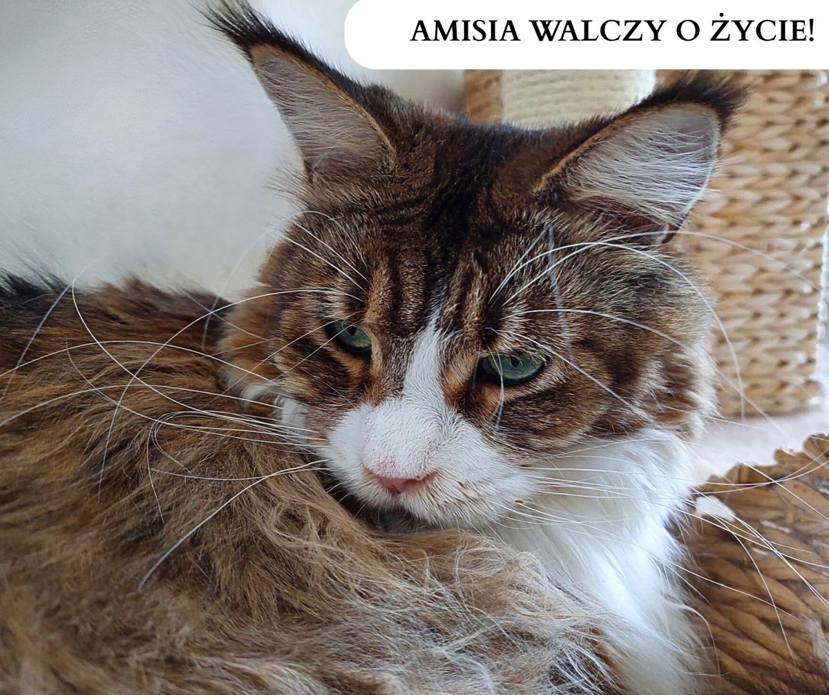 FIP ją zabija!

Tylko drogi lek może ją uratować!

pomagam.pl/amisiaa

Błagam o RT i 5 zł 🙏

Musimy zebrać chociaż 2000 zł dziś na początek leczenia.