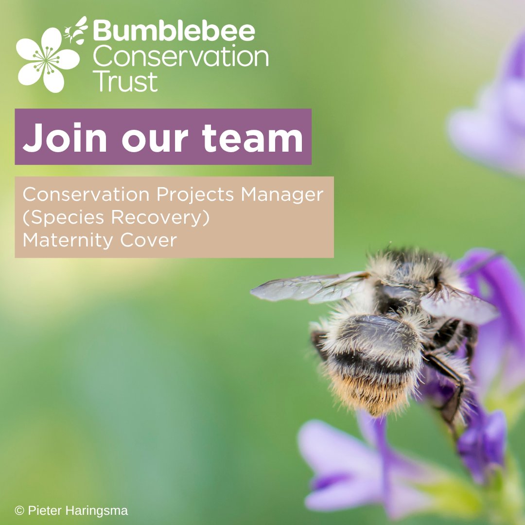 We are looking for a Conservation Projects Manager (Species Recovery) Maternity Cover 🐝

🕒 Part-time (24 hours per week)
📍 Home based in Southern/South West England with frequent travel to Somerset &amp; potentially South Wales

Full details: ow.ly/WpXb50W69AX