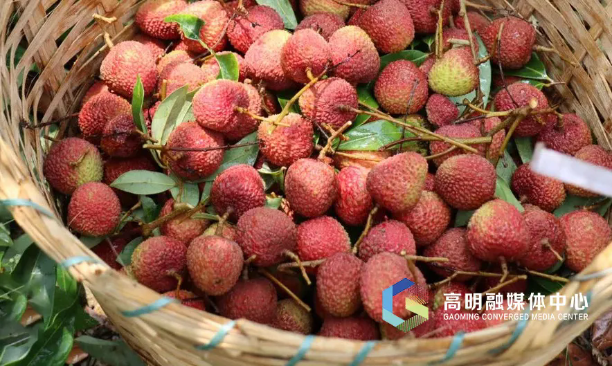 DiscoverFoshan's tweet image. The TV series "The #Lychee Road" is a hit📺🔥 on platforms like CCTV. With the movie version set to premiere on July 25, it's sparking a trend of "watching lychees and eating lychees".☄️

📽️The film's first-line producer is #Foshan-based #Guangdong Aimei Film and Television.🙌