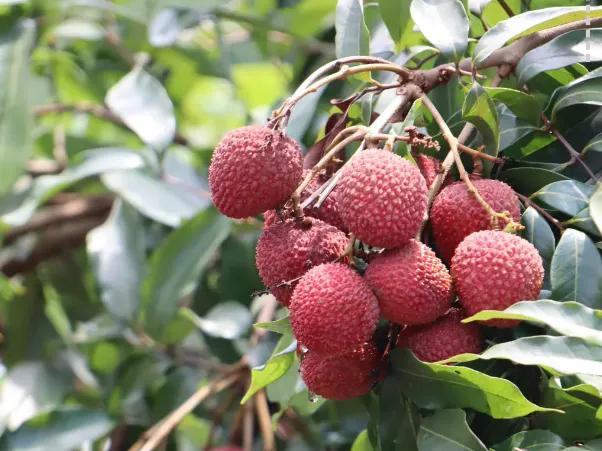 DiscoverFoshan's tweet image. The TV series "The #Lychee Road" is a hit📺🔥 on platforms like CCTV. With the movie version set to premiere on July 25, it's sparking a trend of "watching lychees and eating lychees".☄️

📽️The film's first-line producer is #Foshan-based #Guangdong Aimei Film and Television.🙌