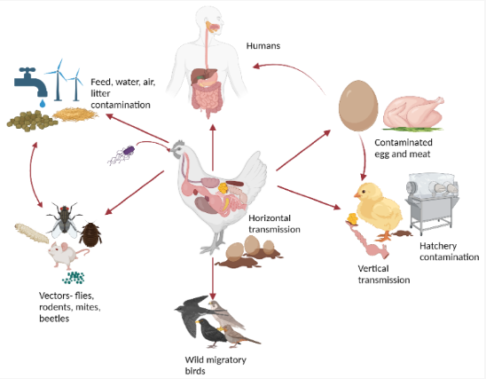 🦠This paper is a comprehensive review focused on Salmonella infections in poultry, which are a major source of foodborne illness in humans.
🔎Read more at: mdpi.com/2076-2607/11/1…
#Salmonella #vaccine #poultry