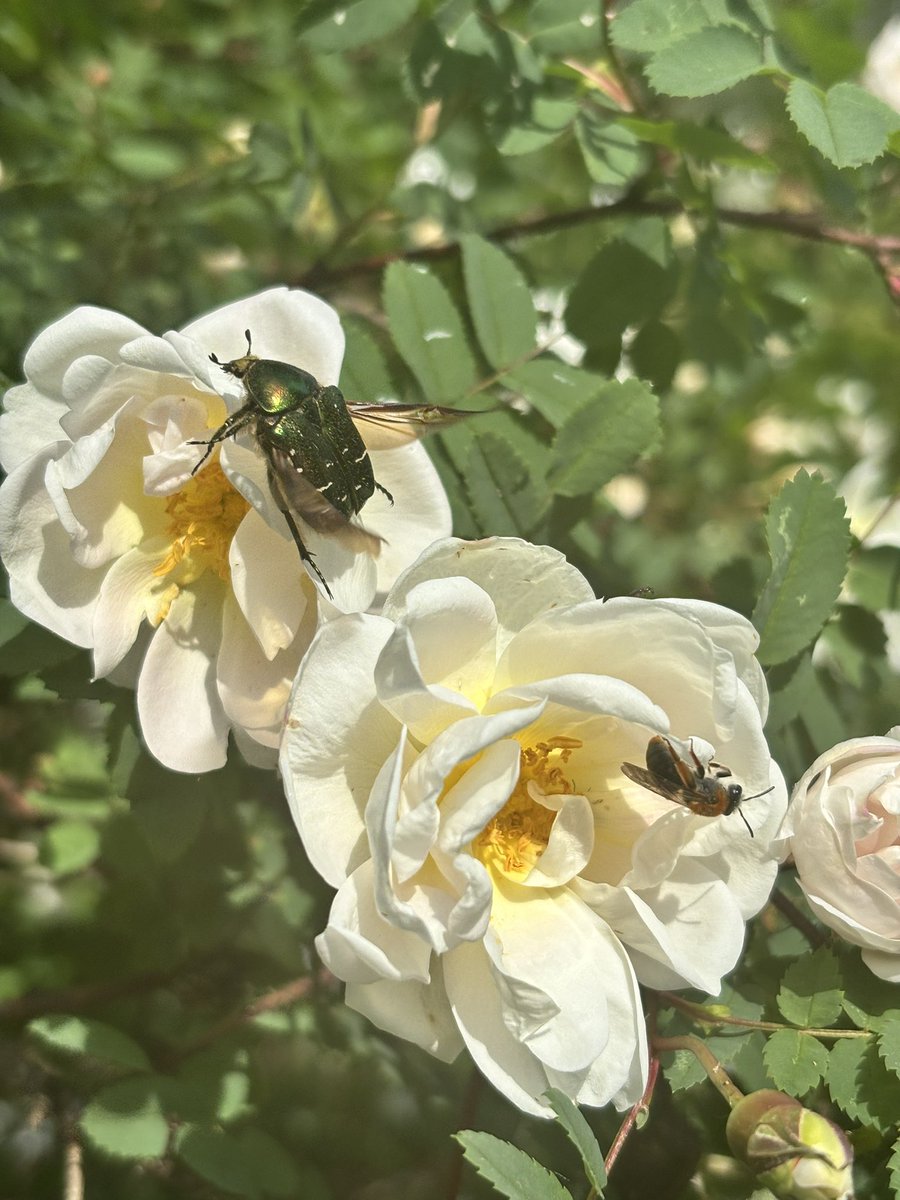 Päivän luontokuva meidän ruusupuskasta, olkaa hyvä💛🌹🪲