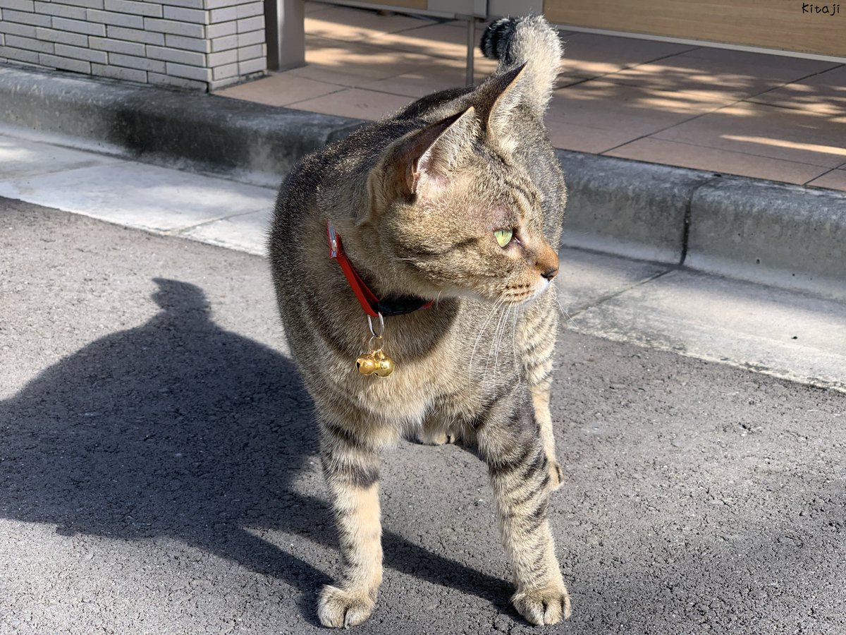 撮りためた猫写真をたれ流し🐱

な、何かいるにゃ…

#ねこ #猫写真
#猫好きさんと繋がりたい