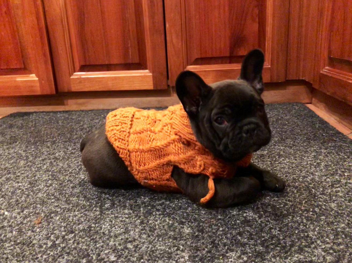 Today is my 7th #gotchaday!!! Here's a few photos of me when I was a little puppy. #frenchie #dogsofX 💕💕💕