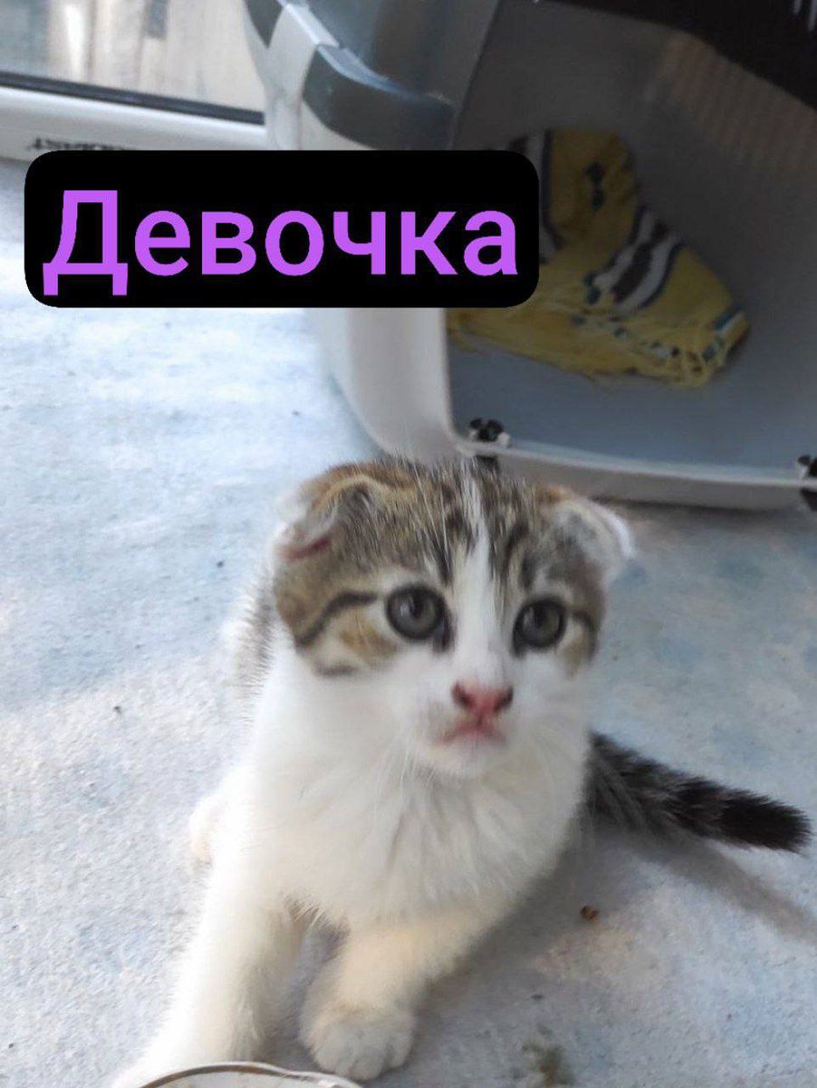 dobroxvost's tweet image. Малыши ищут дом, Москва и МО.
Вот такие плоды любви кого-то вислоухого и дворовой кошки в поисках любящей семьи. В следующем твите будут фото покрупнее. Ваши ретвиты помогут им скорее уехать домой💜 И традиционно: если готовы забрать, отмечайтесь в комментариях, сообщения глючат(