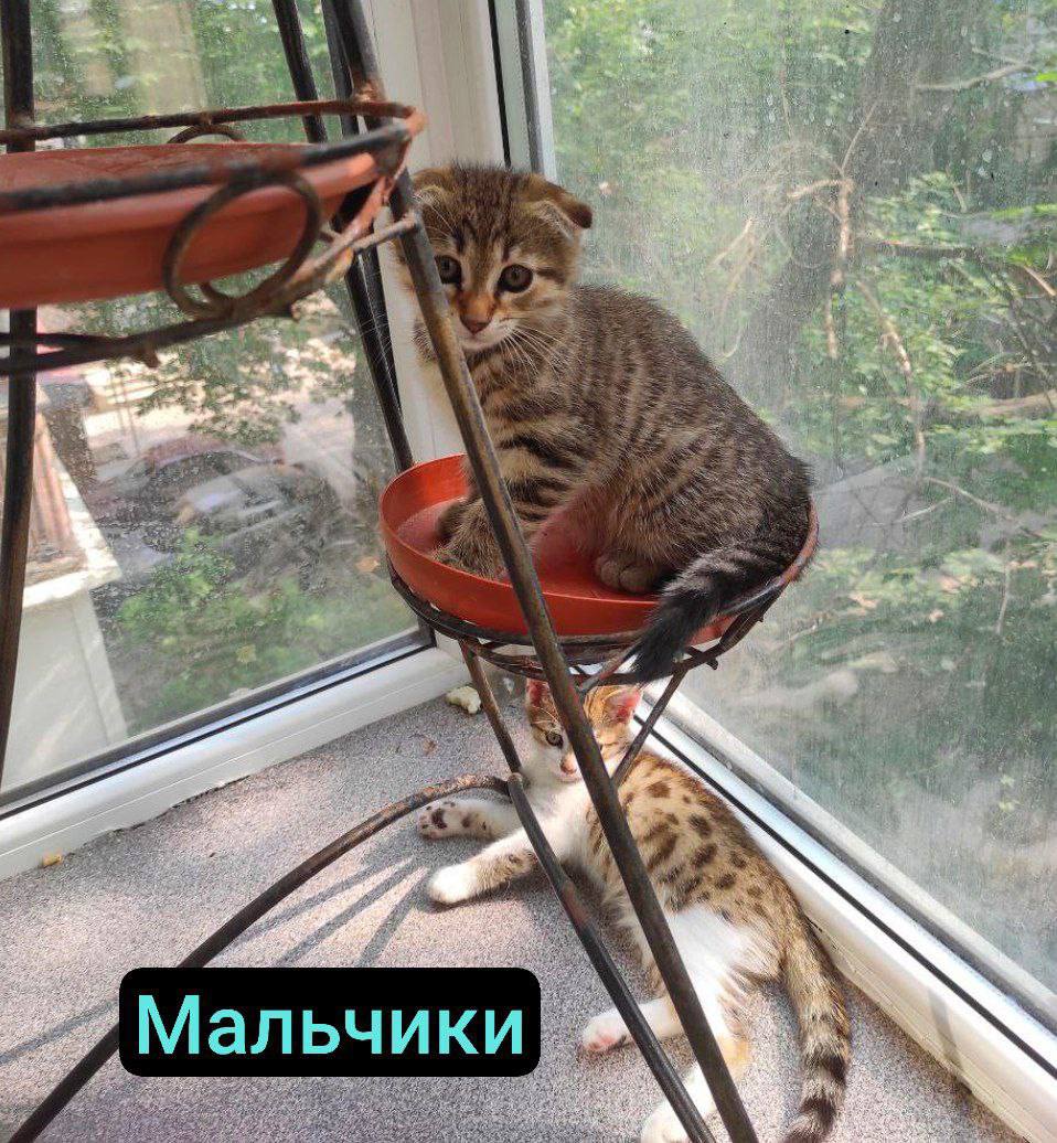 dobroxvost's tweet image. Малыши ищут дом, Москва и МО.
Вот такие плоды любви кого-то вислоухого и дворовой кошки в поисках любящей семьи. В следующем твите будут фото покрупнее. Ваши ретвиты помогут им скорее уехать домой💜 И традиционно: если готовы забрать, отмечайтесь в комментариях, сообщения глючат(