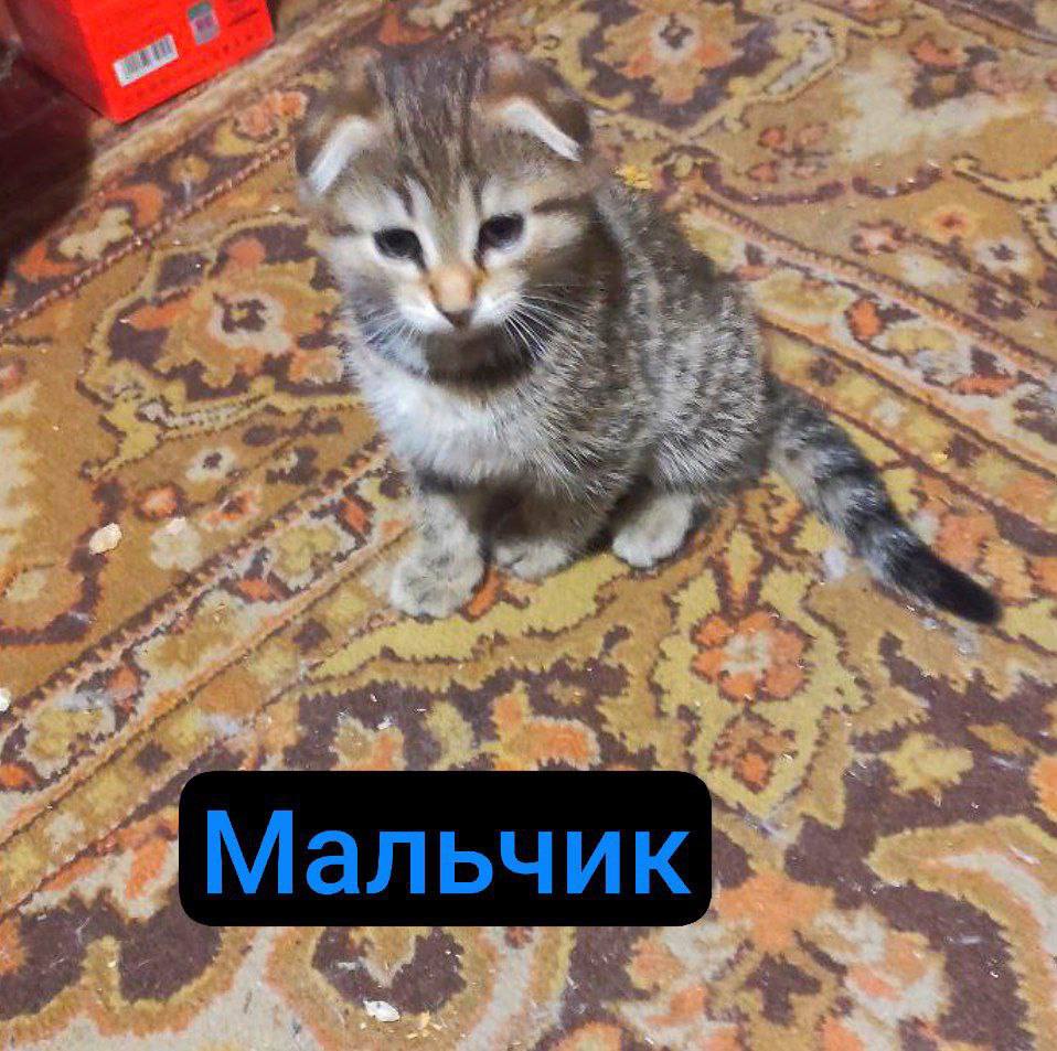 dobroxvost's tweet image. Малыши ищут дом, Москва и МО.
Вот такие плоды любви кого-то вислоухого и дворовой кошки в поисках любящей семьи. В следующем твите будут фото покрупнее. Ваши ретвиты помогут им скорее уехать домой💜 И традиционно: если готовы забрать, отмечайтесь в комментариях, сообщения глючат(