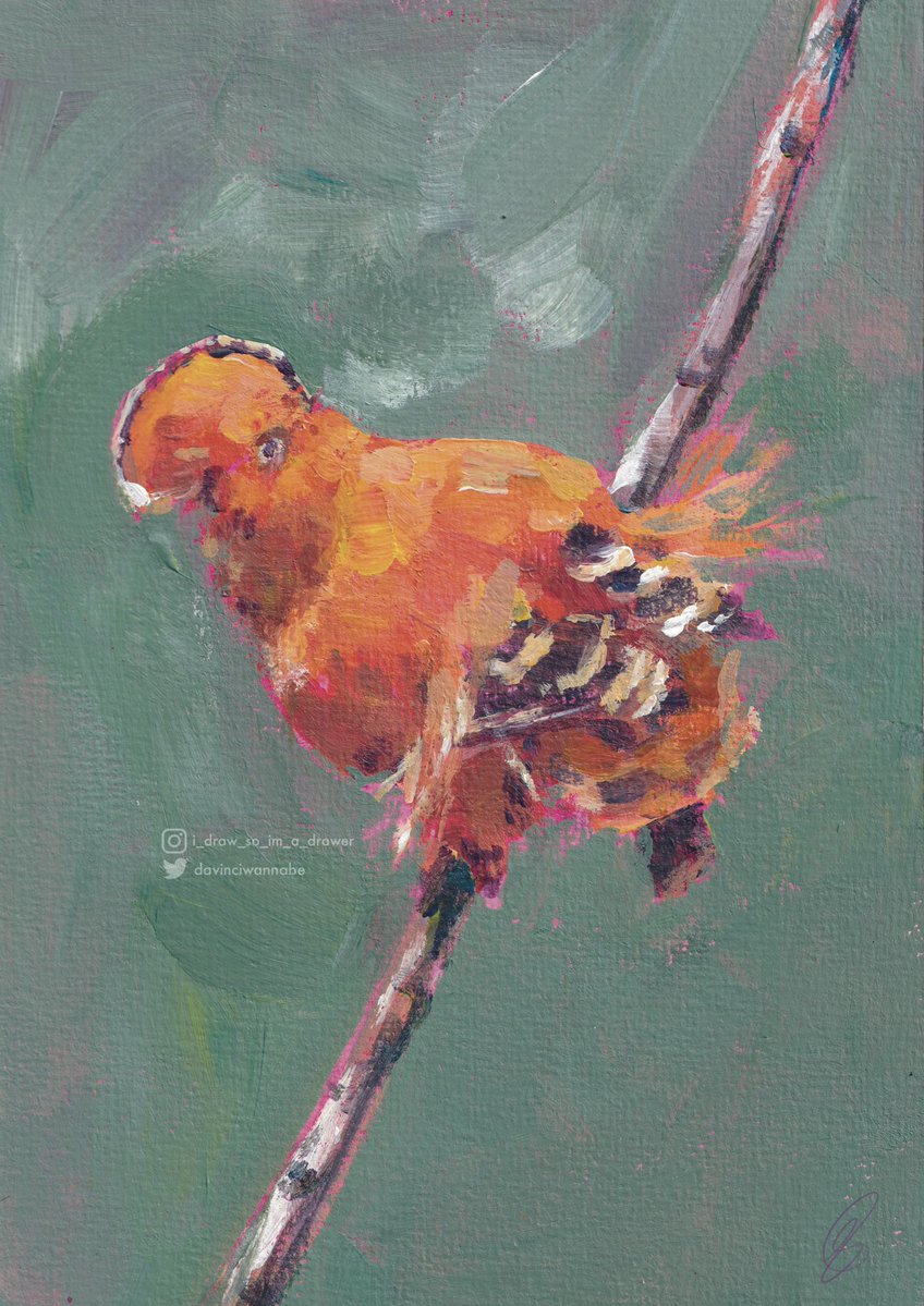 Bird