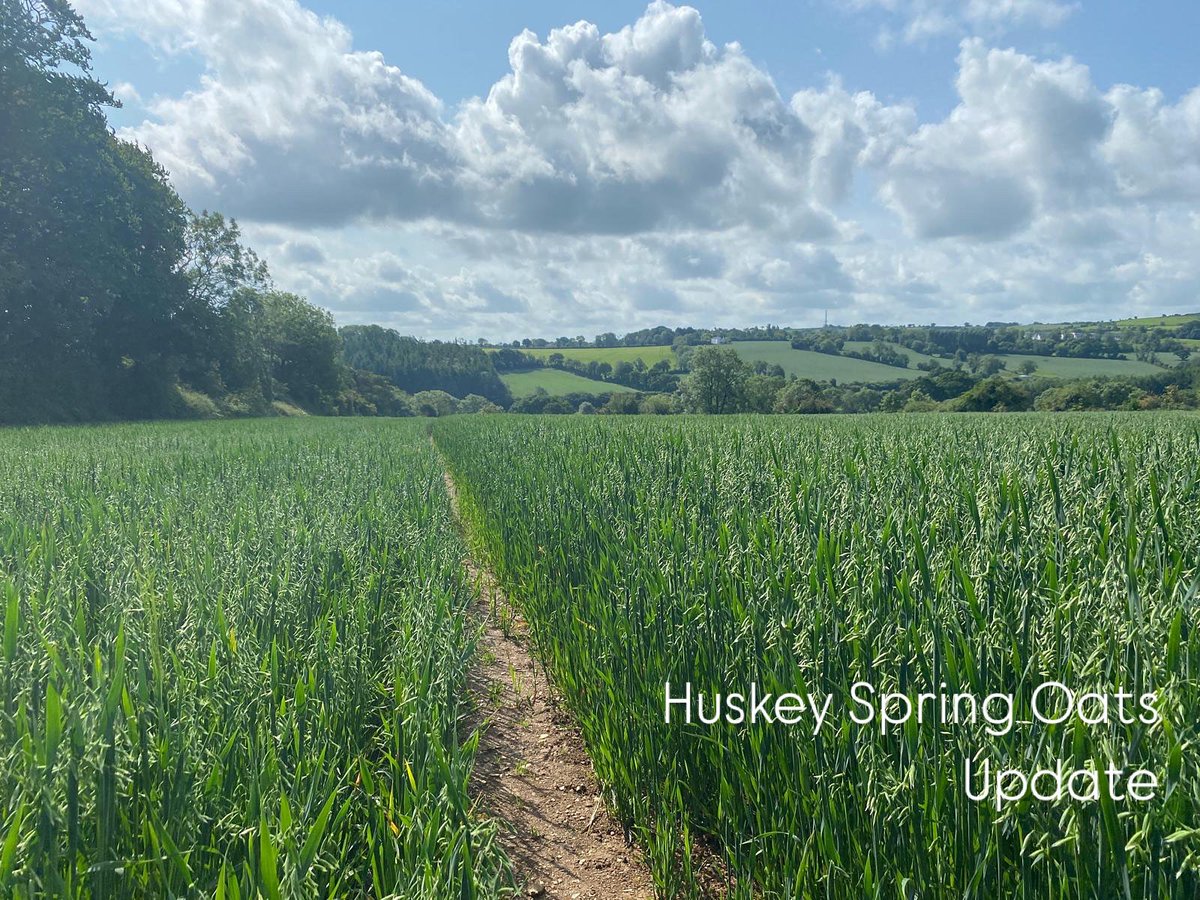 Husky spring oats beginning to head out nicely this week 🌾
The crop is shaping up well and will receive its T2 fungicide along with a trace element mix mid this week, once fully emerged.
A strong, healthy crop with great promise heading into the second half of the season.