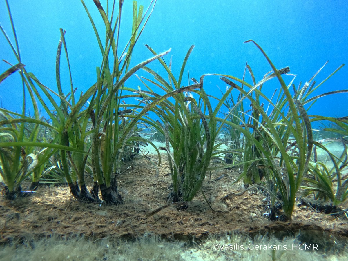 👏We achieved 1300 replantation of seagrass ! 
Read our latest news on the restoration activities undergone in our Greek pilot site of Crete ! artemis.interreg-euro-med.eu/2025/06/10/res…