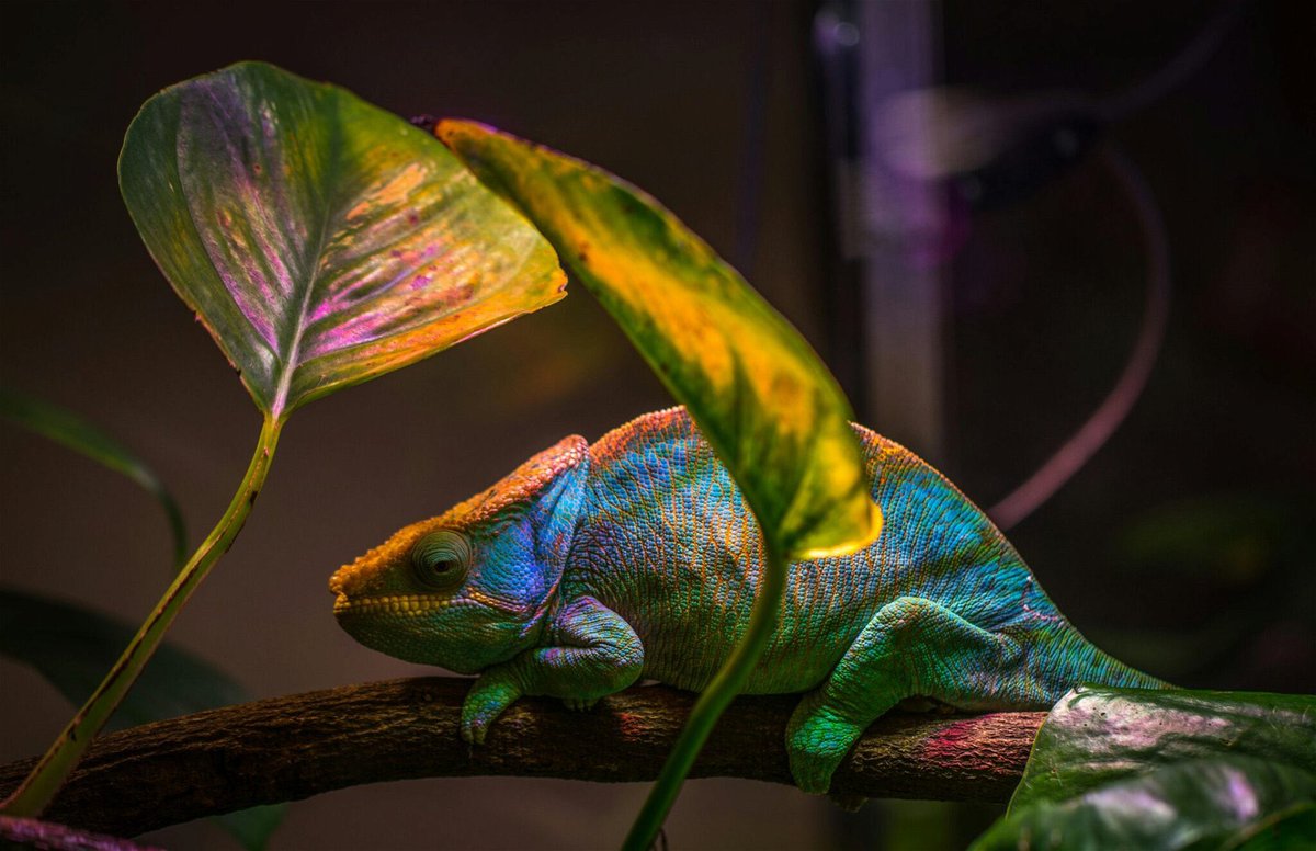 PastorShiflett's tweet image. I’m tired of chameleon preachers!! They adapt to their environment, and fit in wherever they go, and with whoever they’re with, but are completely different at their own church.
They pretend to be old fashioned, but they let Bethel, Elevation and Hillsong music dominate their…