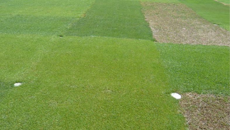 Which #turfgrass varieties deliver the best performance under prolonged drought conditions?
To explore the topic in depth, we consulted two internationally recognized experts in turfgrass breeding :
Dr. Susana Milla – 
Micah Woods –
Read the article:  tg.semillasfito.com/technical-insi…