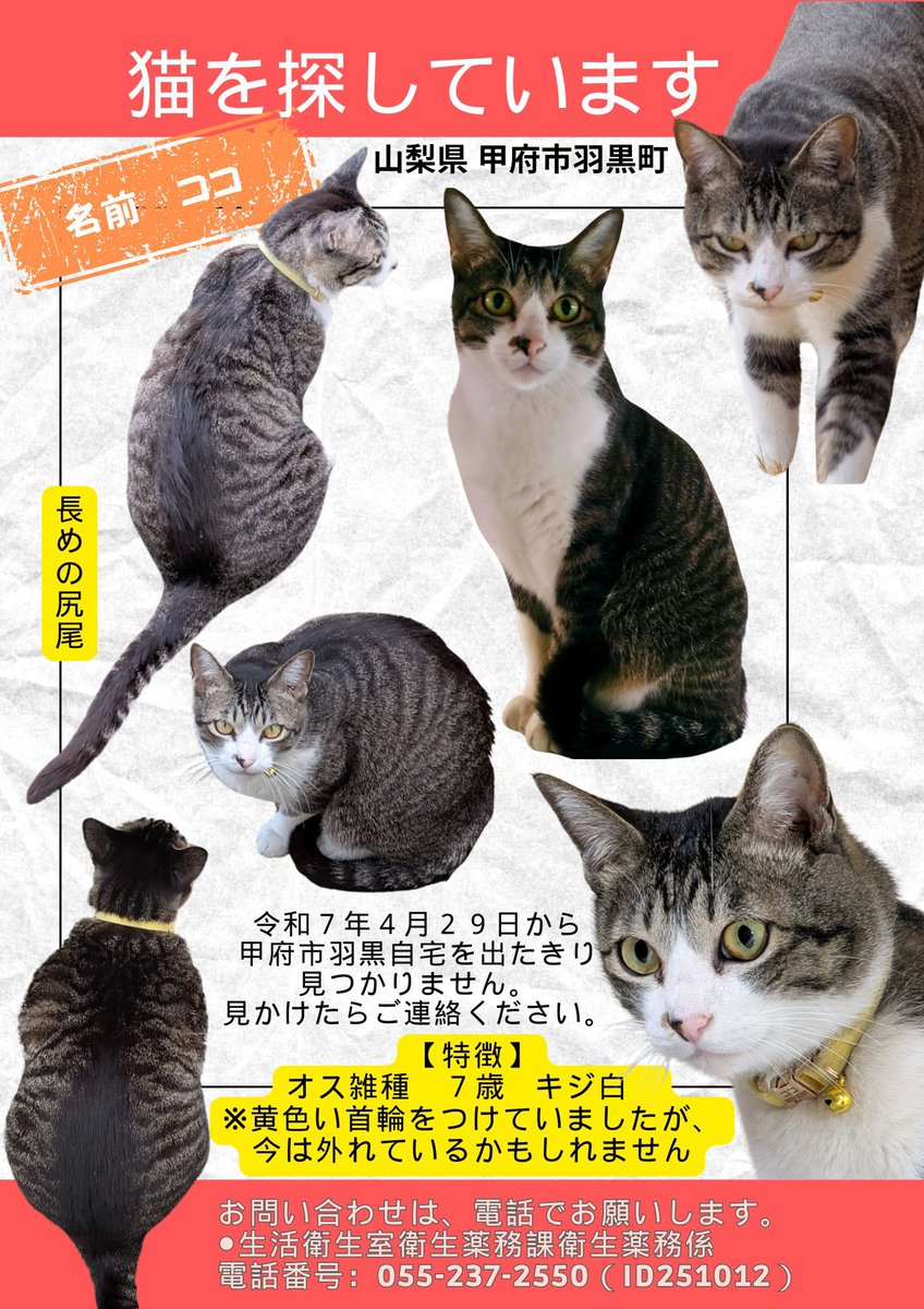 迷子 ページ 山梨県【迷い猫】ココちゃんを探しています！ (@muku4033) / Posts / X