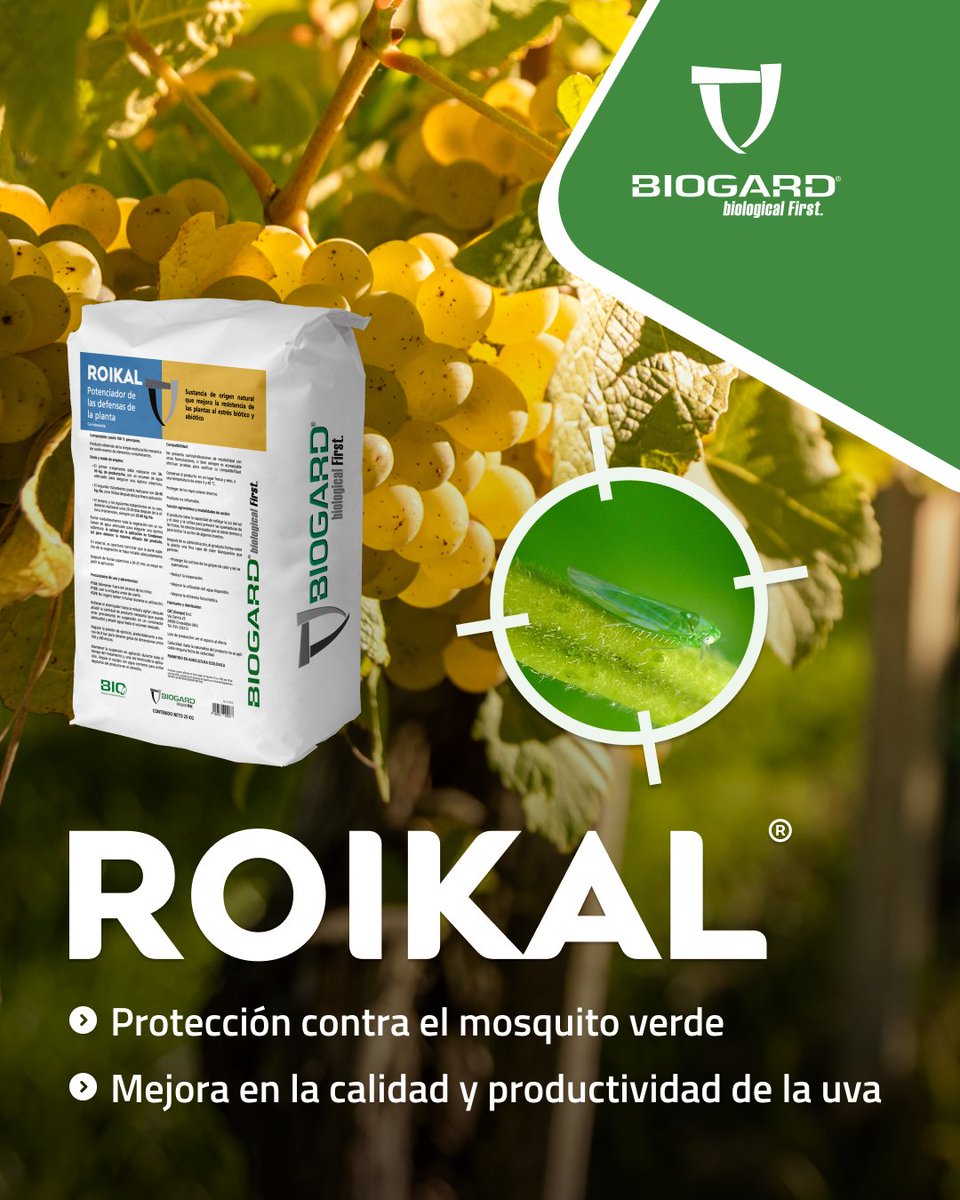 Un estudio científico elaborado en la Comunidad Valenciana concluye que #ROIKAL, a base de caolín calcinado, protege el cultivo del mosquito verde y mejora significativamente la producción

👉 Descubre más: biogard.es/mosquito-verde…

#CIDE #CSIC #UniversidadValencia #IVIA