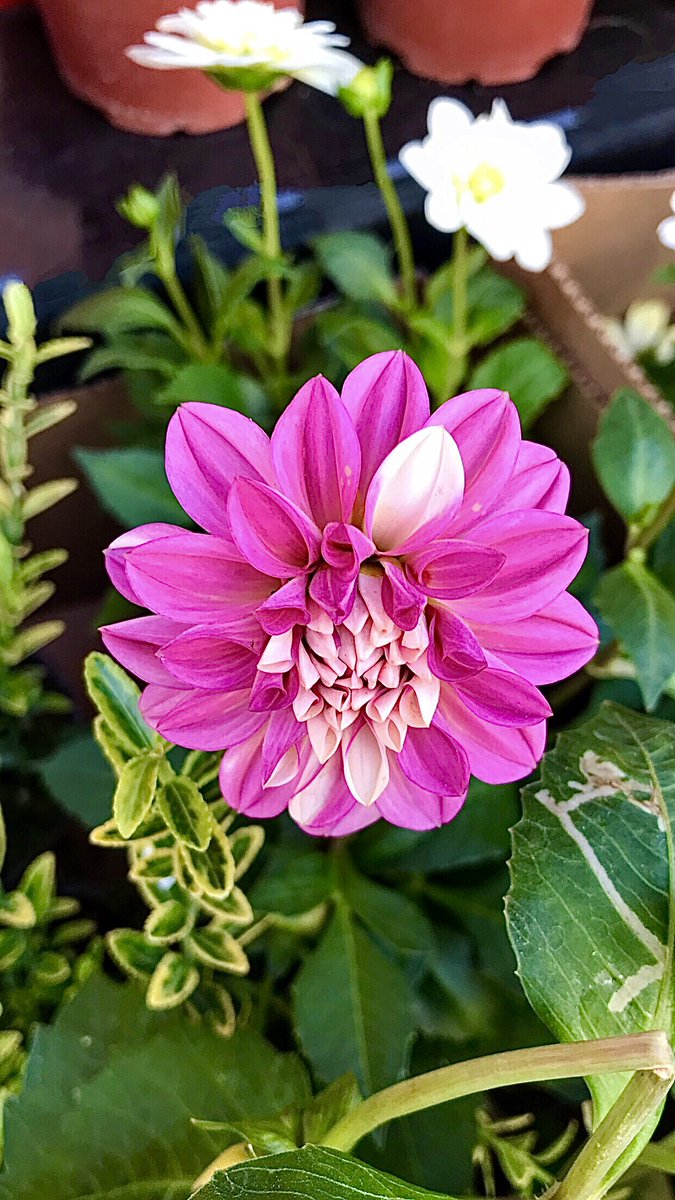 ##Happynewweek💚
#Yıldızçiçeği💗
#Dahliapinnata🤍