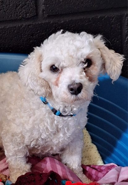 #k9hour 
Tishy 3 yr old Bichon, she's a sweet girl who has come 
from a puppy farm so is very timid, a calm resident dog 
would help her, you need to be patient and teach her 
about home life, more info/adopt her from 
<a href="/AnimalsInNeedUK/">Animals in Need UK</a>