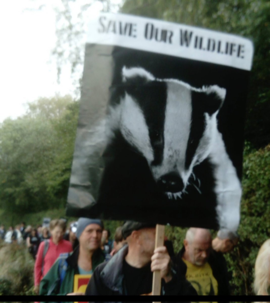 CSwinsco13471's tweet photo. @ProtectTheWild_ #StopTheCullNOW @UKLabour @Keir_Starmer
@AngelaRayner
@SteveReedMP
@RachelReevesMP
@DanielZeichner
@lisanandy
@rurallabouruk
@LabourOutlook
@LabourAnimals
@LabourStudents
#BOVINEtb is in the Herd 🐄,
NOT #TheClan 🦡🦡🦡
#InTheHerdNotTheClan https://t.co/v7hjIfze17