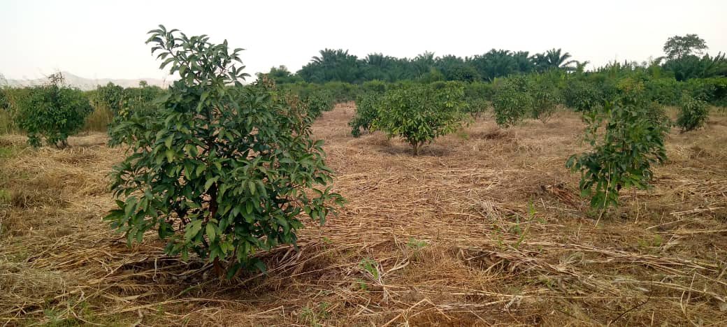 Ruvusha_Israel's tweet image. #HassAvocado
Kamanyola in South Kivu
Hass avocados are known for their robust growth and ability to thrive, contributing to their popularity and economic significance.