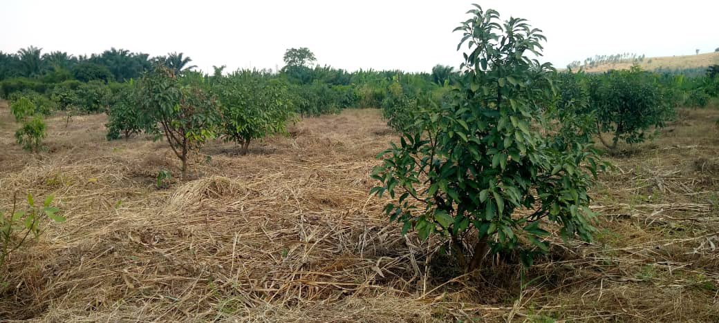 Ruvusha_Israel's tweet image. #HassAvocado
Kamanyola in South Kivu
Hass avocados are known for their robust growth and ability to thrive, contributing to their popularity and economic significance.