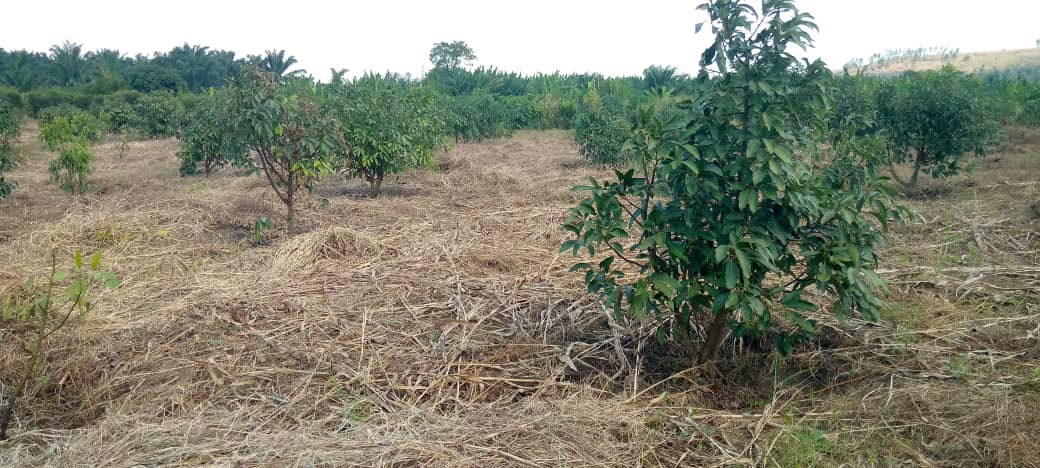 Ruvusha_Israel's tweet image. #HassAvocado
Kamanyola in South Kivu
Hass avocados are known for their robust growth and ability to thrive, contributing to their popularity and economic significance.