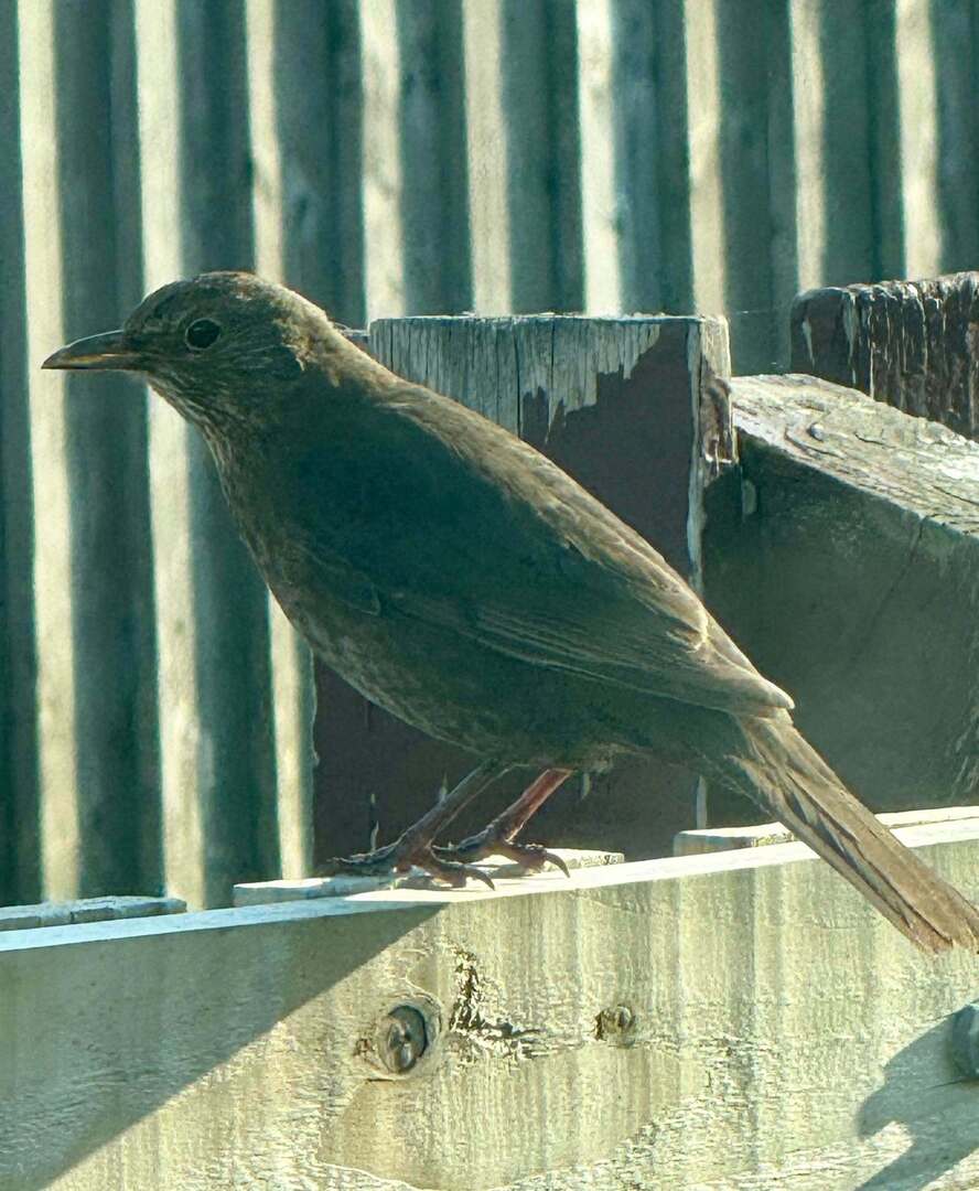 recon_images's tweet image. Capturing the beauty of nature in my backyard today! This little blackbird perched on the fence caught my eye. #WildlifePhotography #UKNature #BirdWatching #BritishWildlife #NatureLovers #Photography