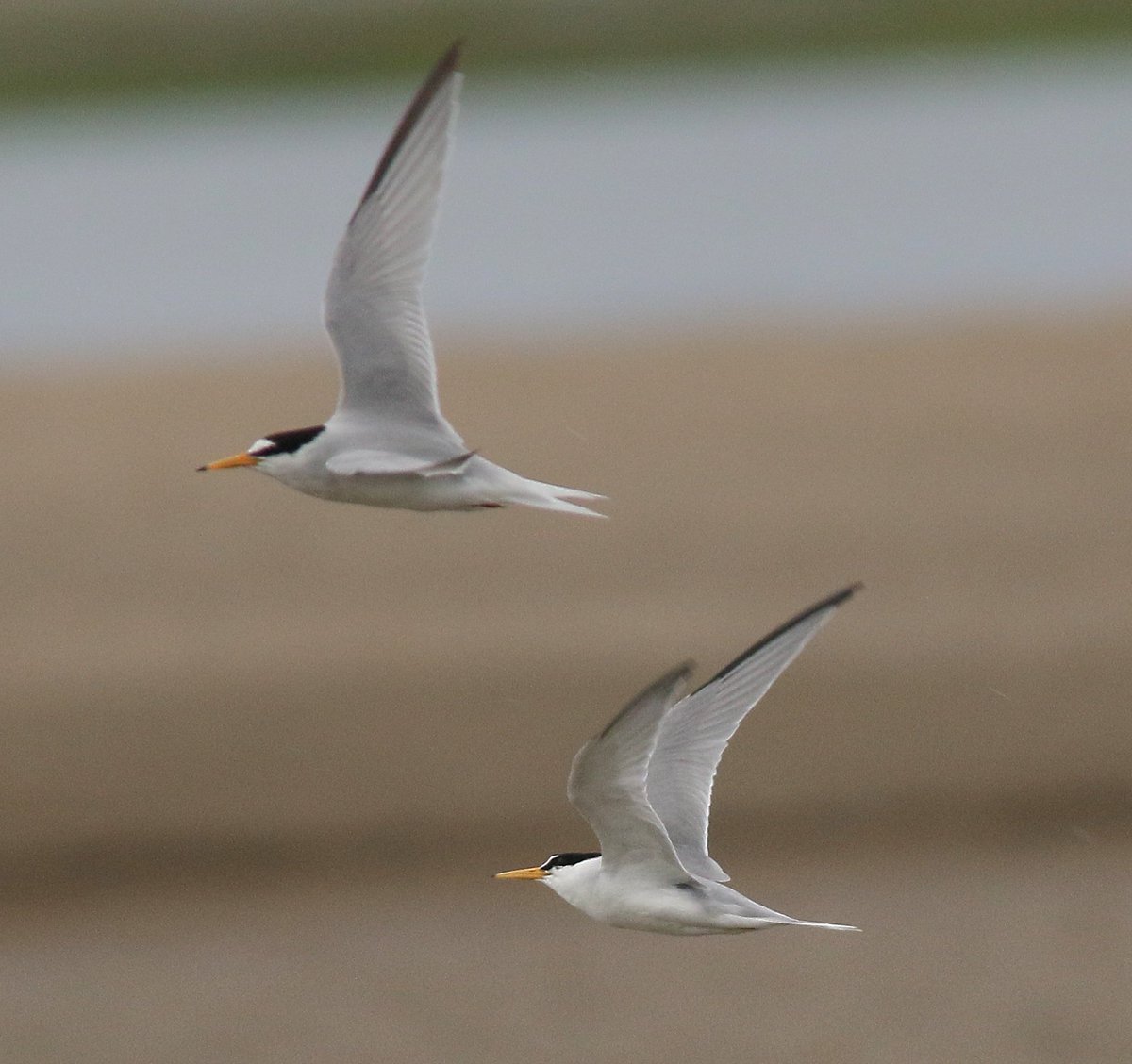 Nice comparison between the Least Tern (bottom bird) and a Little Tern!