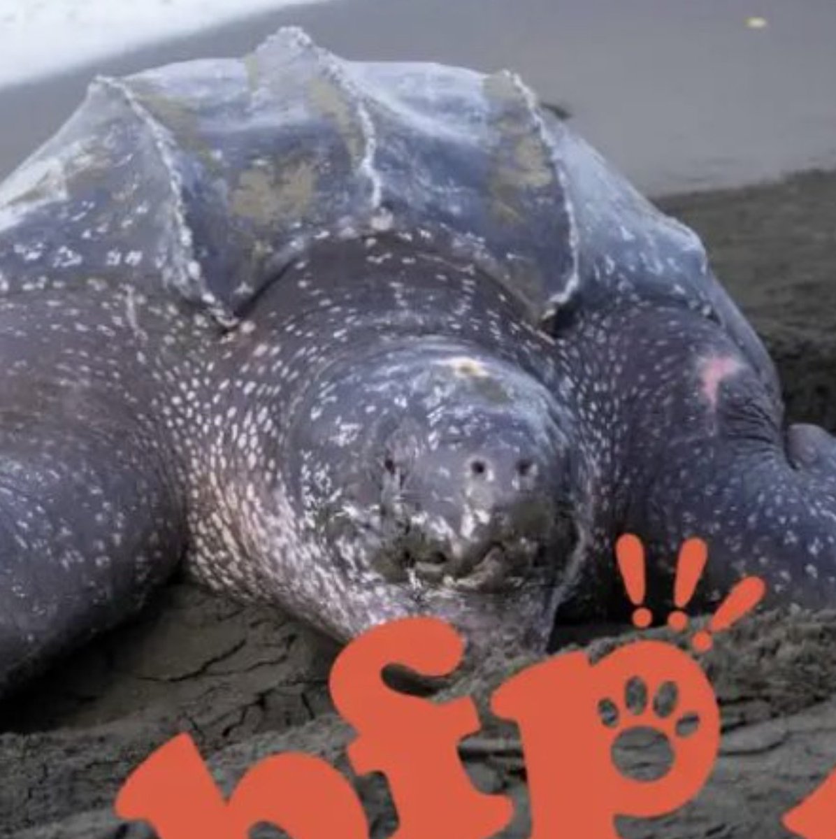 $BUDDY
CA: 2t5p1u3ynduHwdie4CZagv1w25nk5bPFdfs2BNTNbonk

Born from <a href="/bonk_inu/">BONK!!!</a>’s ecosystem, $BUDDY supports real-world animal protection 🐢💛
They adopted a leatherback turtle for #WorldSeaTurtleDay — her name is Buddy.

Web3 meets wildlife. One flipper at a time.
DYOR