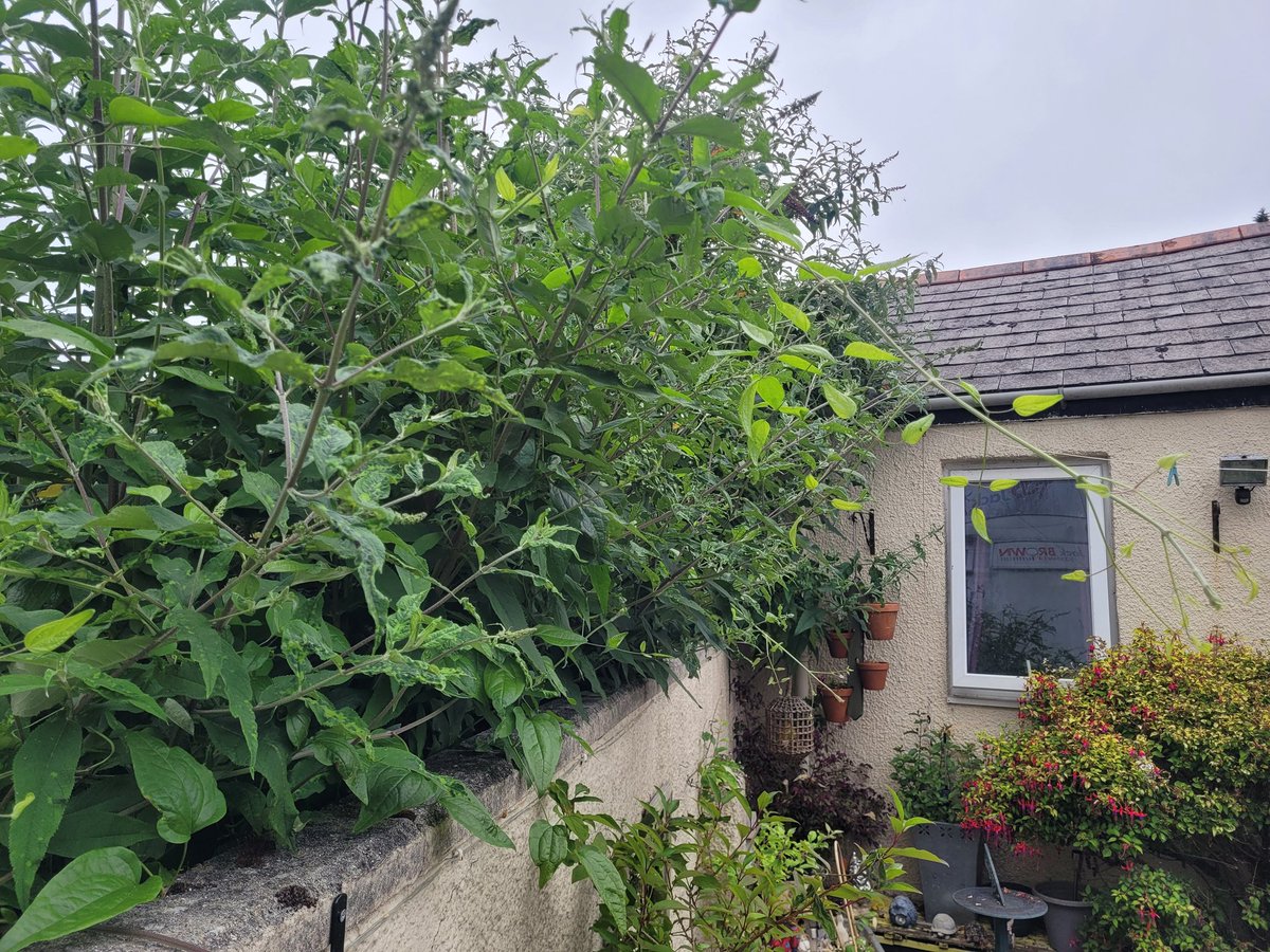 Morning <a href="/Help_C2C/">Connect2Cardiff/Cysylltu â Chaerdydd</a>
Where do I stand &amp; what are my rights for getting this overgrowth from a neighbours property sorted, please? It's a groundfloor business &amp; a 1st floor residental. Both renting from the property owner.
Thank you