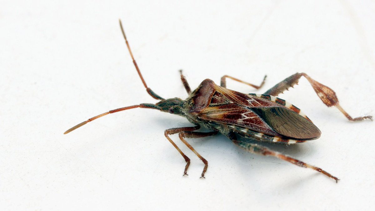 PeerComJournal's tweet image. Now published in Peer Community Journal, #genomics section: Draft genome and transcriptomic sequence data of three invasive insect species
buff.ly/2PSM4IY