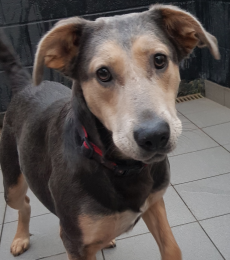 #k9hour 
Callie 6 yr old Huntaway, once she trusts you she is 
very affectionate, needs lots of reassurance, adult 
only pet free home who can take everything slowly 
and will be around most of the time, more info/adopt 
her from <a href="/AnimalsInNeedUK/">Animals in Need UK</a>