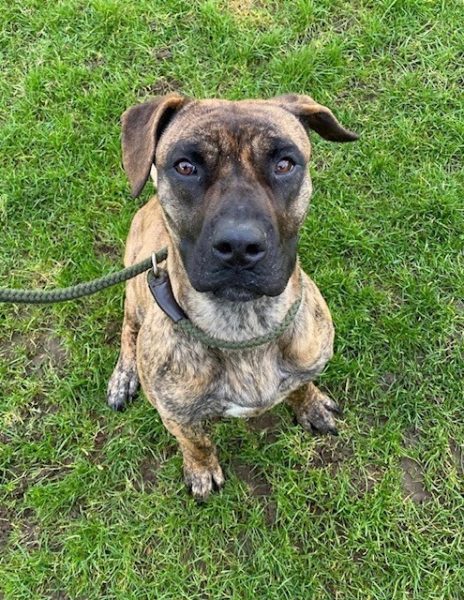 #k9hour 
Lulu 3 yr old crossbreed, she's a beautiful girl who is 
very food motivated, has been good with dogs, can 
live with sensible older children but no cats, more 
info/adopt her from <a href="/AnimalsInNeedUK/">Animals in Need UK</a>