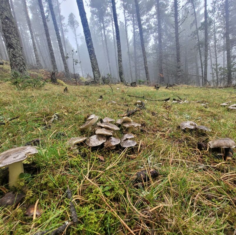 Novetats de l'Observatori Forestal Català - Núm. 46 - mailchi.mp/c3ce3f933755/l…