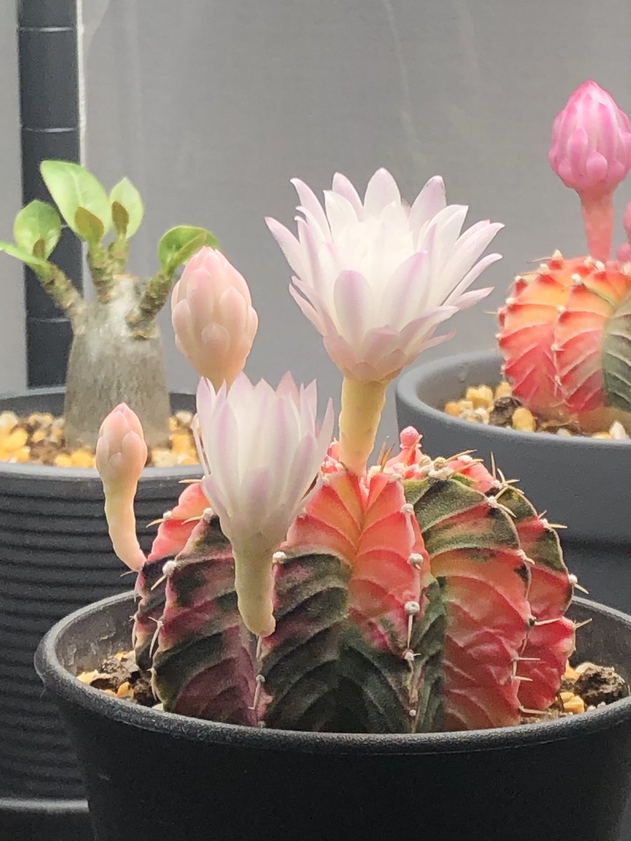 boutsu08's tweet image. サボテンが花を付けている…！