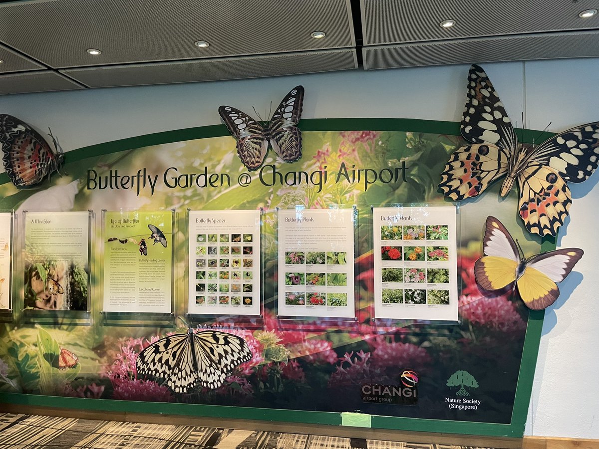 Daniel Ochieng' MD (@ochiengmd) on Twitter photo Lovely layover <a href="/ChangiAirport/">Changi Airport</a> The 12 hrs flew by! Enjoyed the #KoiPonds #ButterflyGardens Now onto #ChCh #BigMove Lovely layover <a href="/ChangiAirport/">Changi Airport</a> The 12 hrs flew by! Enjoyed the #KoiPonds #ButterflyGardens Now onto #ChCh #BigMove