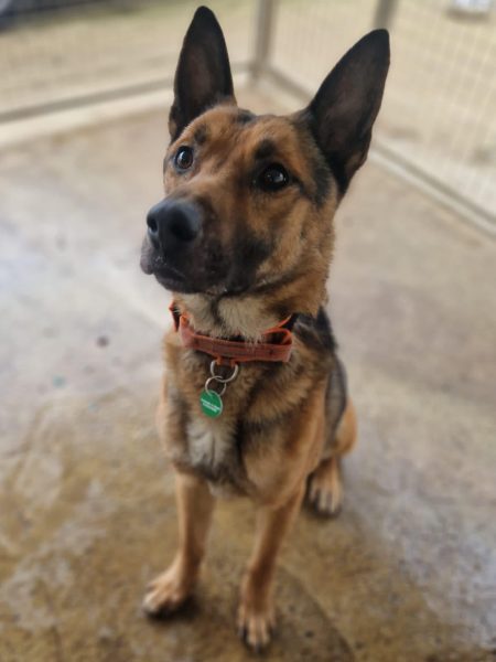 #k9hour
Max 7 yr old GSD, he's very intelligent and knows 
basic commands, walks well on lead, can be reactive 
to traffic/joggers, exp adult only home home needed, 
wary of strangers, takes time to bond, more 
info/adopt him from <a href="/AnimalsInNeedUK/">Animals in Need UK</a>