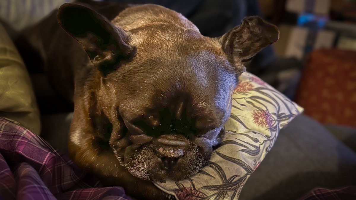 I've had a big day celebrating and now I'm resting with my special cushion dat Mumma made me 🥰🥰. #gotchaday number 7!!