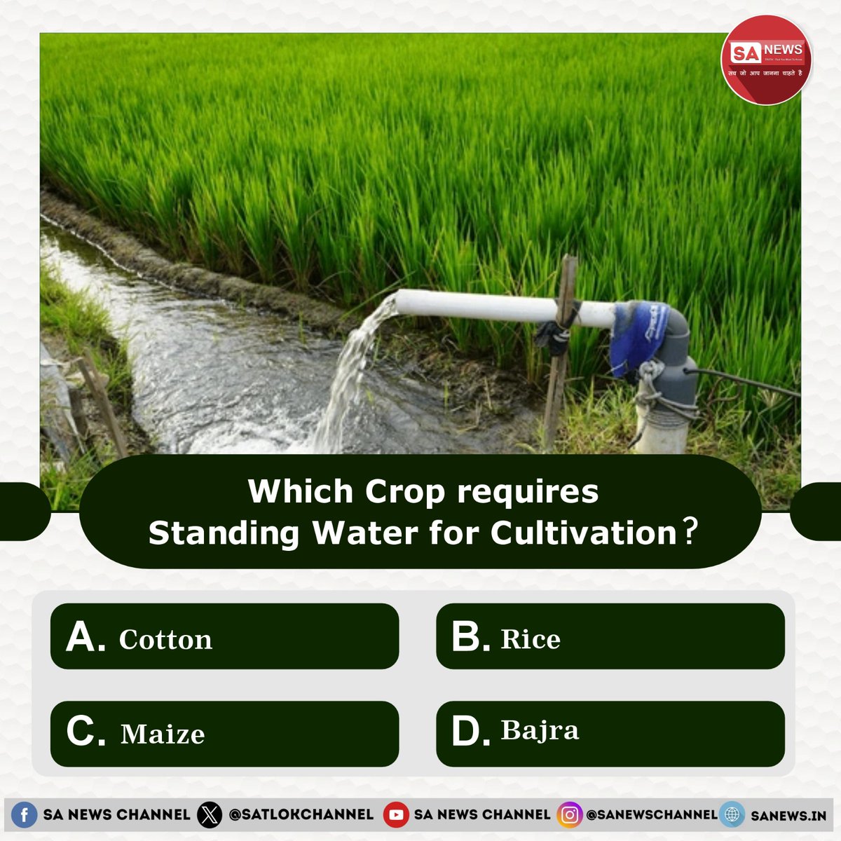 SA News #Poll | Which Crop requires Standing Water for Cultivation?

A) Cotton

B) Rice

C) Maize

D) Bajra

Share your Opinion in the Comments Section