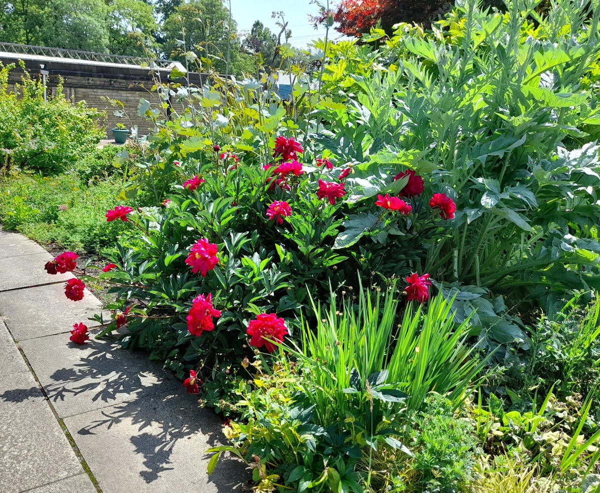 <a href="/makinggardens/">Makinggardens</a> Seen yesterday at Manor Heath Park, Halifax.  <a href="/Calderdale/">Calderdale Council</a>