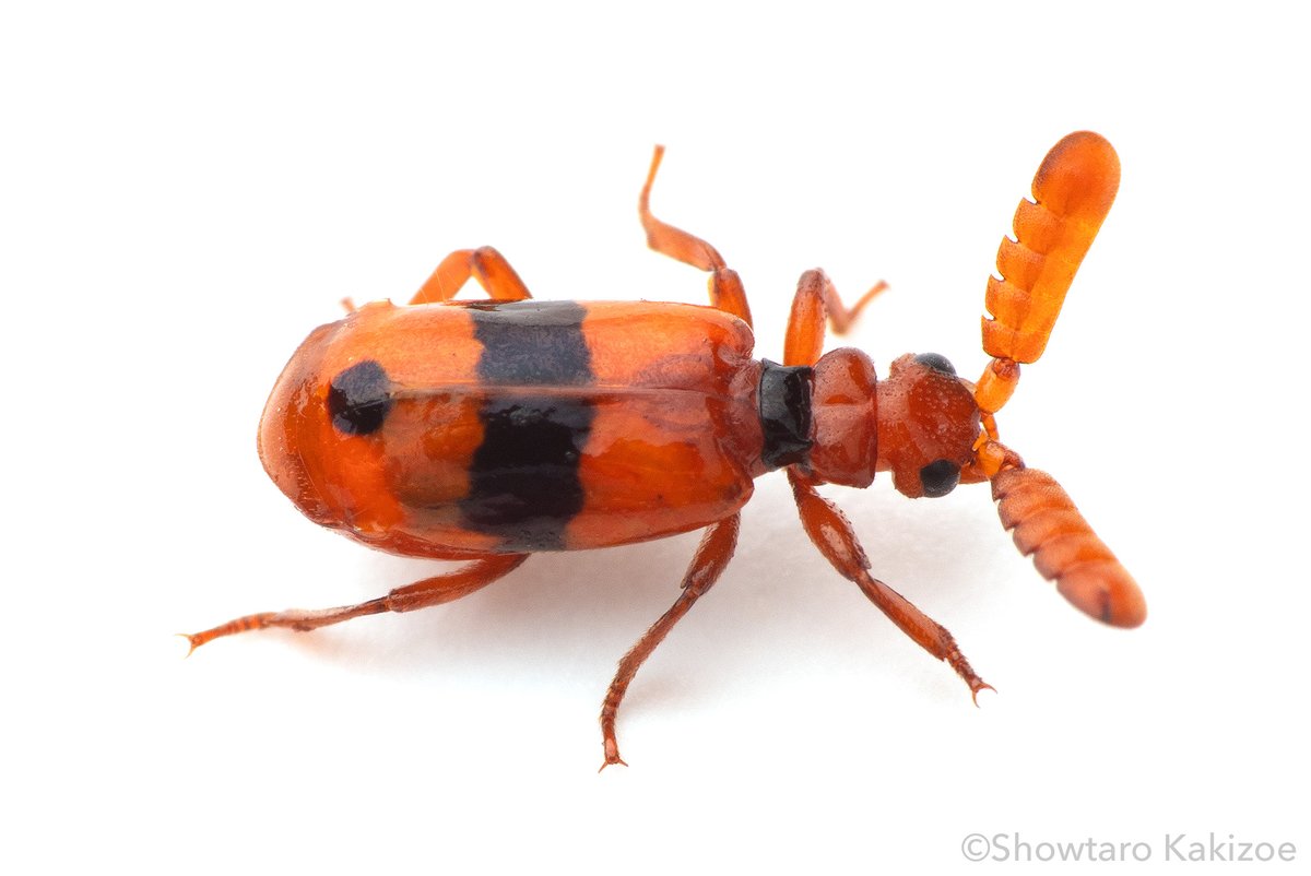 tuyamagu's tweet image. 美麗ミーハー虫は撮影しておくに限ります（2021年6月23日撮影）

僕より先により良い写真を撮影されていた方がおられたので学研の図鑑には使われなかったんですけどね