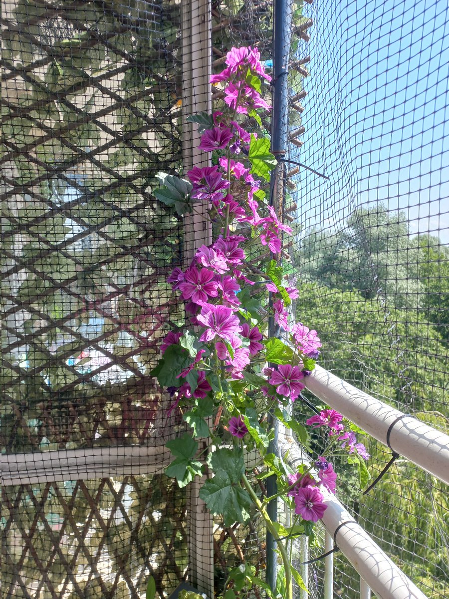 Deze  Malva sylvestris staat al een paar jaar op het balkon. Ooit voor bijen en vlinders gezaaid. 
Hij doet het dit jaar heel goed met heel veel bloemen.
Echt iets om van te genieten.😁