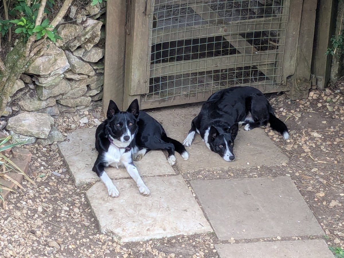 Torrin ( on the left) and Nina. You can see Nina is full sister to his Mum, Sweep. The ears, the eyes, the mirror image markings, the obsessive waiting at the gate in case they miss a walk 😊